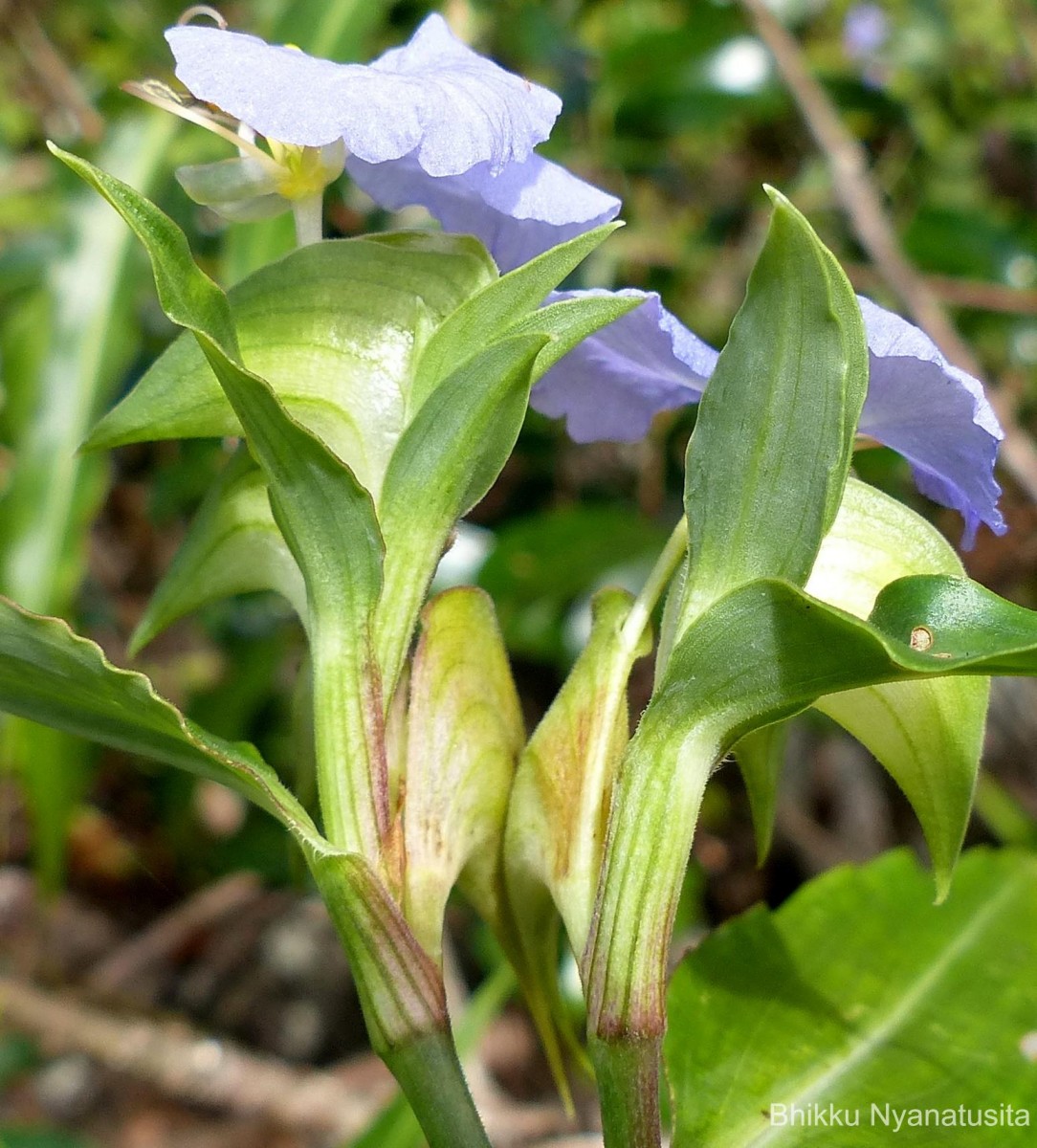 Commelina undulata R.Br.